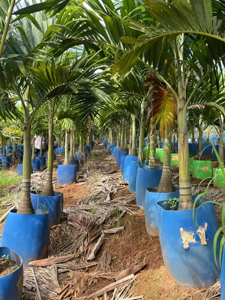 Imagem Segundaria do Produto